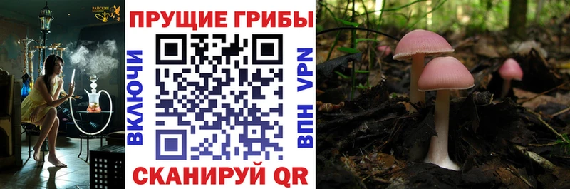 Галлюциногенные грибы мицелий  Старый Крым 